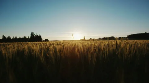 Crane Shot Wheat Field Stock Footage 34373221
