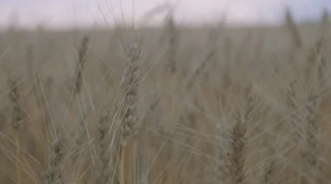 Crane shot of wheat field Stock Footage 64213535