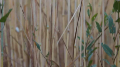 Crane shot of wheat field Stock Footage 64216963