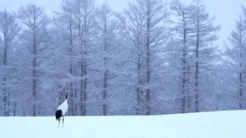 Crane in the Snow Video stock 332821740