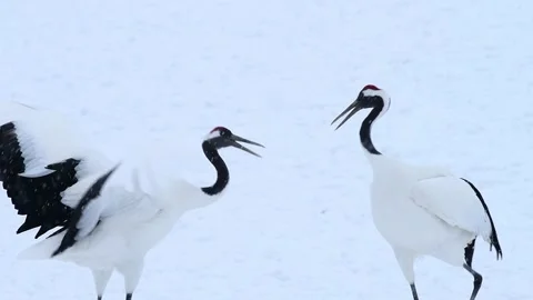 Crane in the Snowfield Video stock 332825183