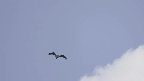The crane soars against the sky, 4K slomo Stock Footage 237513248