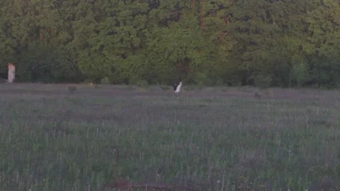 Crane soars and flies into the sky near the forest during sunset Video stock 89923027