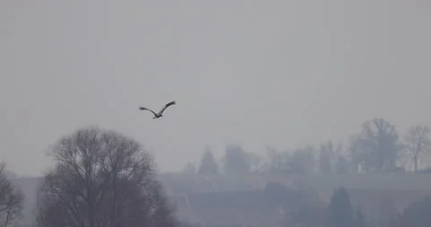 Crane soars over the fields, 4K slomo Stock Footage 168134772