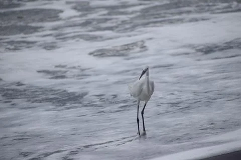Crane standing at the beach Stock Photos