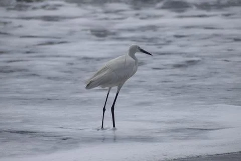 Crane standing at the beach Stock Photos