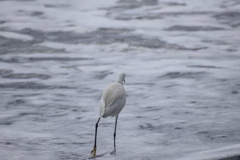 Crane standing at the beach Foto stock