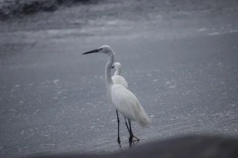 Crane standing at the beach Stock Photos