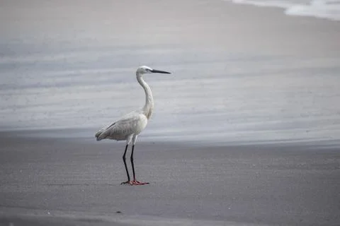Crane standing at the beach Stock Photos
