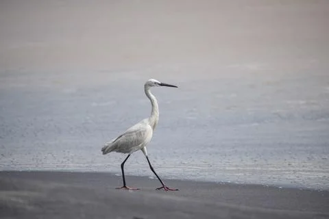 Crane standing at the beach Stock Photos