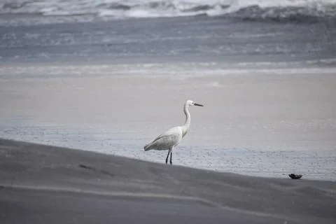 Crane standing at the beach Stock Photos