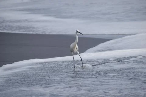 Crane standing at the beach Stock Photos