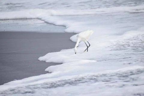 Crane standing at the beach Stock Photos