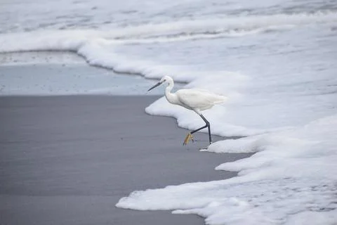 Crane standing at the beach Stock Photos