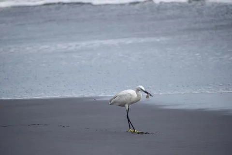 Crane standing at the beach Stock Photos