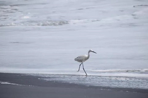 Crane standing at the beach Stock Photos