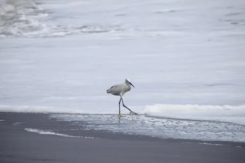 Crane standing at the beach Stock Photos