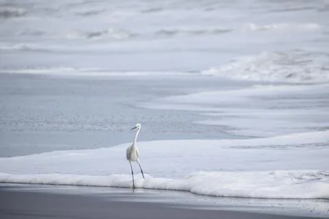 Crane standing at the beach Stock Photos