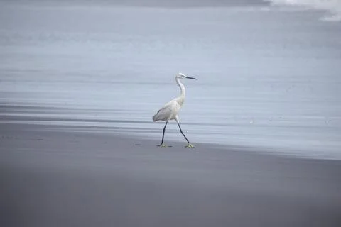 Crane standing at the beach Stock Photos