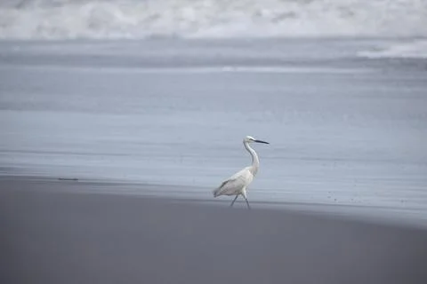 Crane standing at the beach Stock Photos