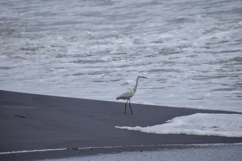 Crane standing at the beach Stock Photos