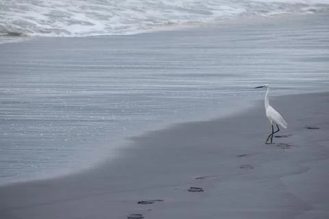 Crane standing at the beach Stock Photos