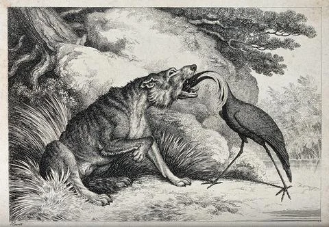 A crane standing with its beak down a wolf's throat. Etching by W-S Howitt,.. Stock Illustration