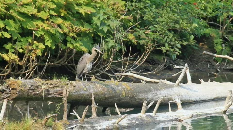 Crane standing on log P HD 7676 Stock Footage 842060