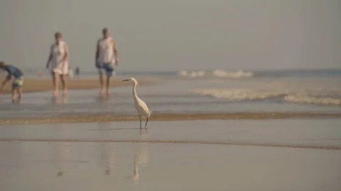 Crane stands on beach with ocean in the background and people walking Stock Footage 101675180