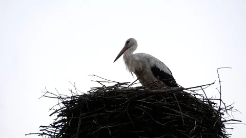 Crane stands in its nest. Stock Footage 121224428