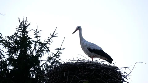 Crane stands in its nest. Stock Footage 122210156