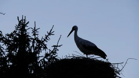 Crane stands in the nest. Stock Footage 117937553