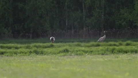 A crane steps cautiously through grassland near trees in spring light, sear.. Stock Footage 309514268