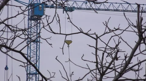 Crane in the Storm through Branches of Tree . 4K UltraHD, UHD Stock Footage 48623758