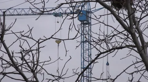Crane in the Storm through Branches of Tree . 4K UltraHD, UHD Stock Footage 48623771