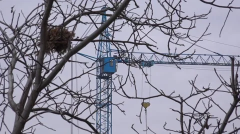 Crane in the Storm through Branches of Tree . 4K UltraHD, UHD Vídeos de archivo 48623816