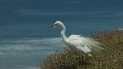 Crane Taking Off in Slow Motion Video stock 76254998