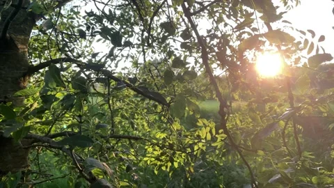Crane up through trees at sunset Stock Footage 156623050