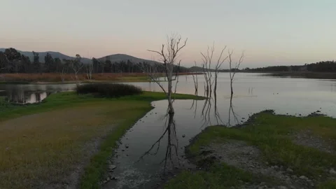 Crane tilt of tree in the pond Video stock 221380209