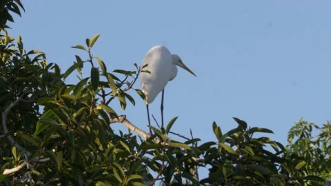 Crane in Tree Stockbeeldmateriaal 168387522