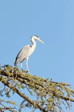 A Crane on a tree Stock Photos