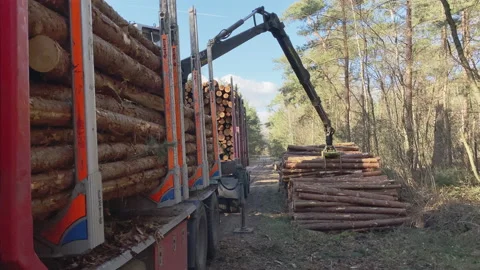 Crane on a truck picks up just cut logs in the forest Stock Footage 217841121