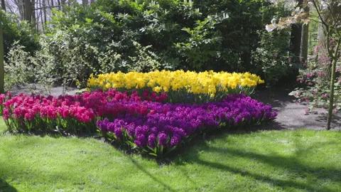 Crane type downward shot of daffodils and hyacinths at Keukenhof gardens Stock Footage 243626260