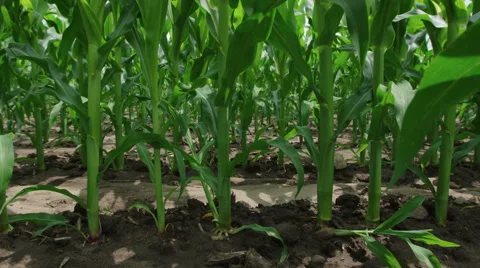 Crane type shot moving away from a row of corn in crop field Video stock 52917362