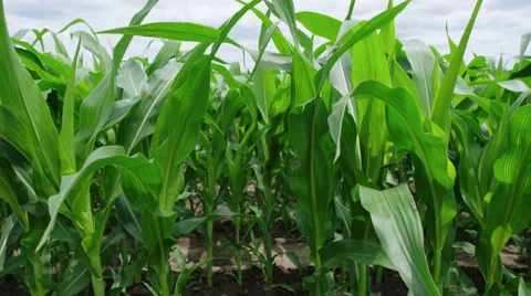 Crane type shot moving into a row of corn in crop field Stock Footage 52917350