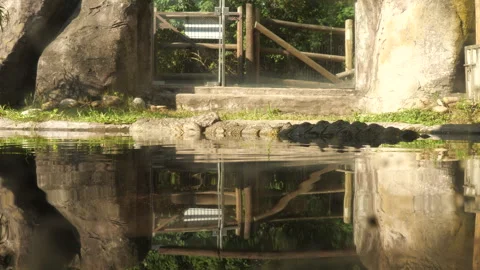 Crane Up from Underwater to Alligator Stock Footage 314526448