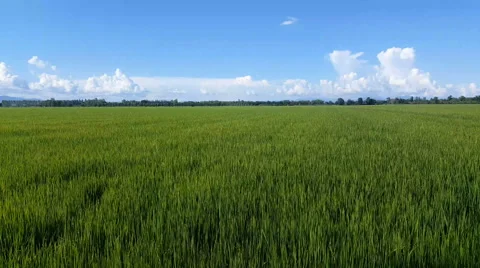 Crane view green field and cloudy sky Stock Footage 68740053