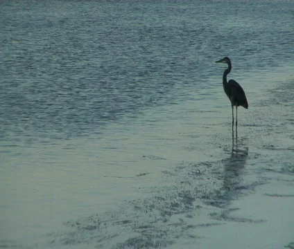 Crane Wading Stockbeeldmateriaal 285999