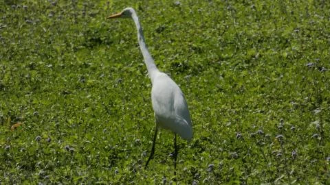 Crane Walk Stock Photos