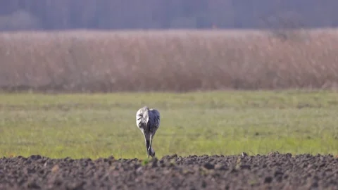 The crane is walking calmly in the field, 4K slomo Stock Footage 175977784